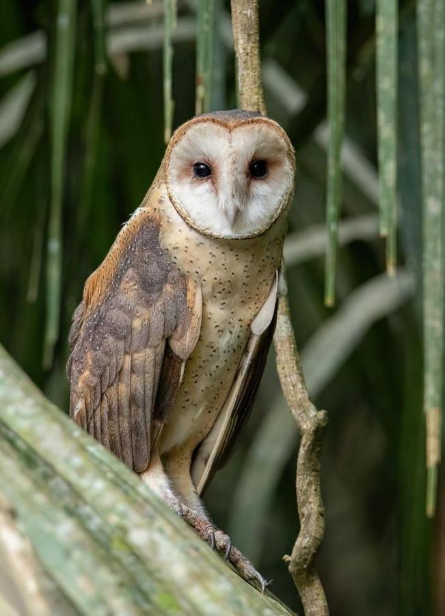 Green Diamond Amazon Lodge 马尔多纳多港 外观 照片