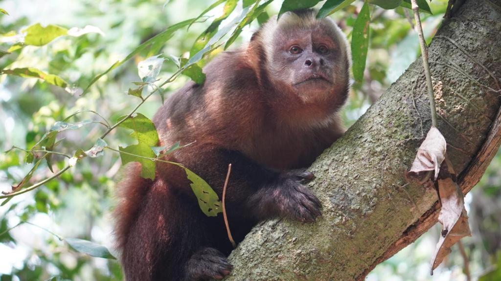 Green Diamond Amazon Lodge 马尔多纳多港 外观 照片
